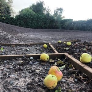 Green and Red apples on a muddy ground. Communion Architects, Hereford.